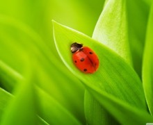 Un petit goût « nature »