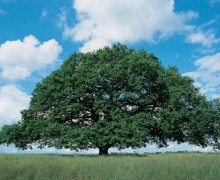 Centenaire en bois massif